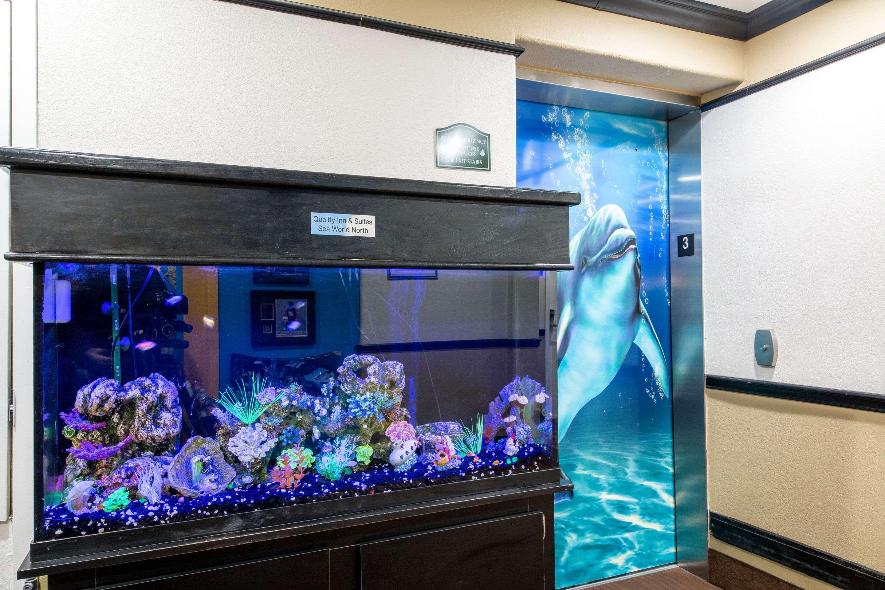 Quality Inn & Suites Seaworld North Σαν Αντόνιο Εξωτερικό φωτογραφία